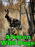 Africanwilddogs