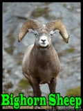 BighornSheep mobile app for free download