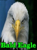 Baldeagle