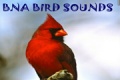 Bna Bird Sounds