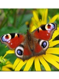 Butterfly Wallpapers 240x320 Keypadphone