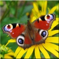 Butterfly Wallpapers 360x640 Symbian