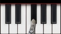 Cat Piano mobile app for free download