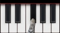 Cat Piano