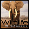 Hd Wildlife Wallpapers