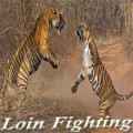 Loinfighting 640x360