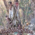 Monkeyfstunts 640x360