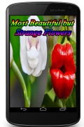 Most Beautiful But Strange Flowers