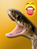 Naughty Snake
