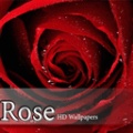 Rose Hd Wallpapers