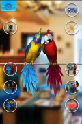 Talking Couple  Parrot