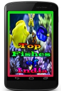 Topfishesofindia