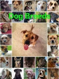 Top Dog Breeds   240x320