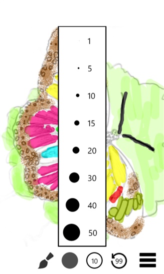 Sketch And Color Free