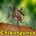 Chikungunya mobile app for free download