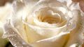 Rose Flowers