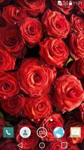 Enchanted Rose Live Wallpaper Enchanted Rose Live Wallpaper