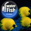 Free Aquarium Live Wallpaper