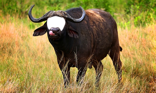 Animal Photo Montage