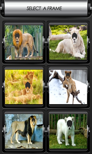 Lion Photo Montage