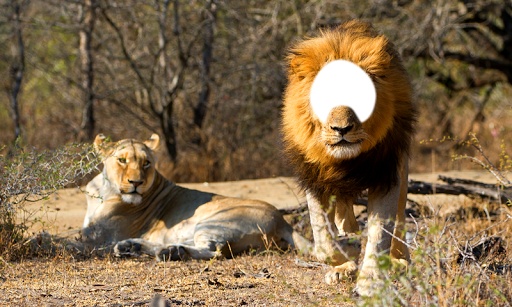 Lion Photo Montage