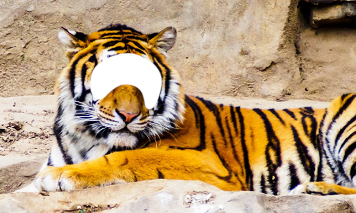 Tiger And Lion Photo Montage