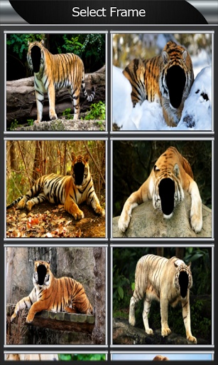 Tiger Photo Montage