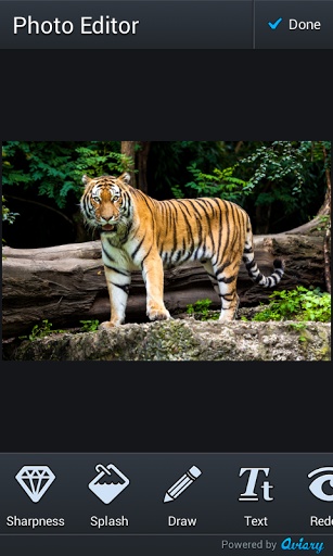 Tiger Photo Montage