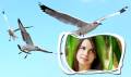 Birds Photo Frames mobile app for free download