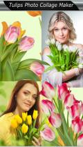 Tulips Photo Collage Maker