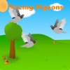 Pigeon Race