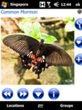 Pocket Butterflies Singapore mobile app for free download