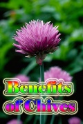 Benefits Of Chives