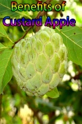 Benefits Of Custard Apple